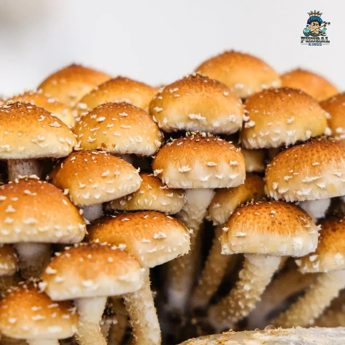 Chestnut Mushrooms liquid culture