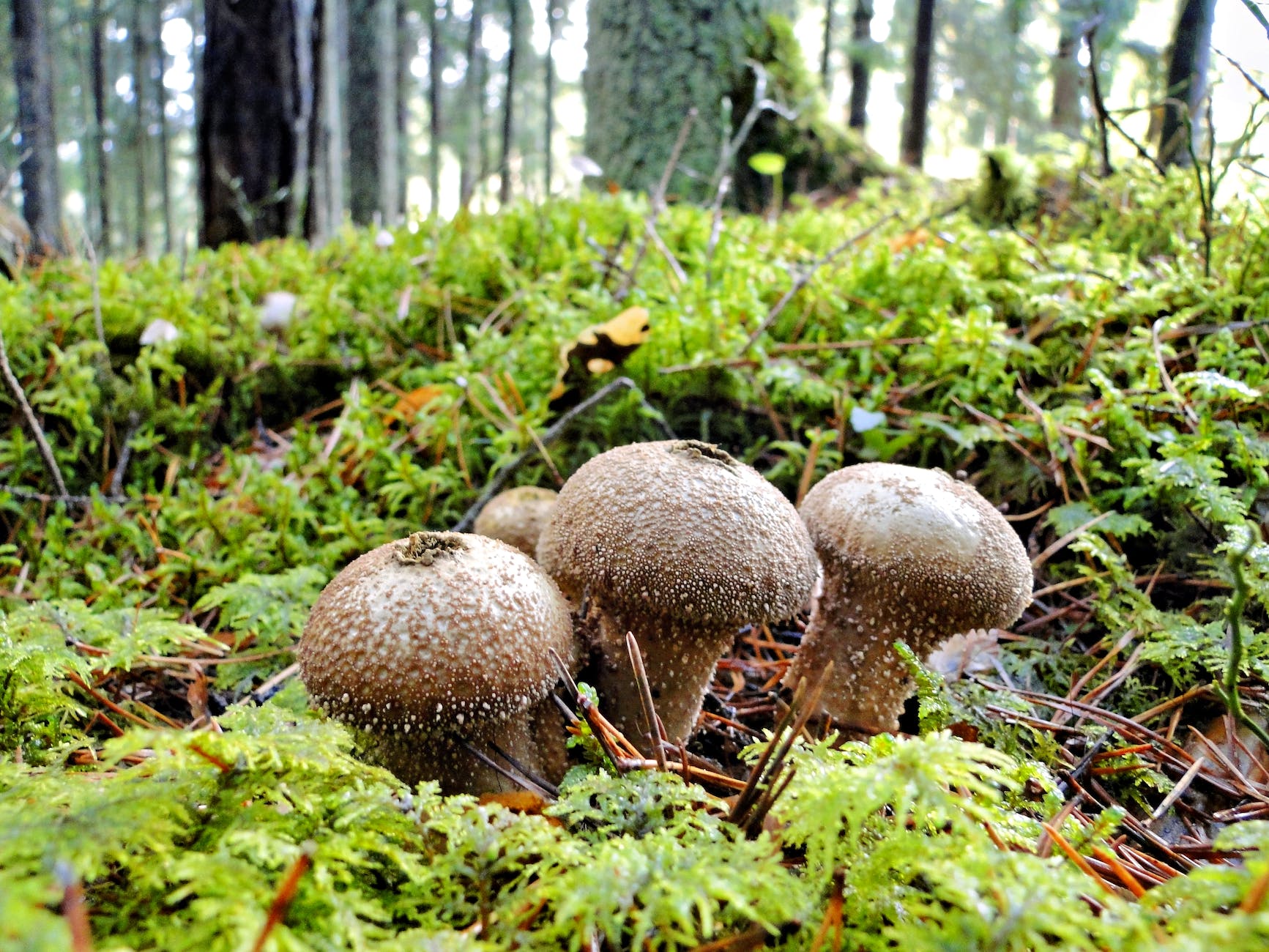 brown mushrooms on green grass